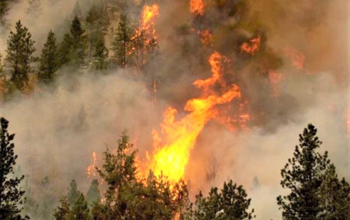 5 vụ cháy rừng tồi tệ nhất thế giới từng chứng kiến