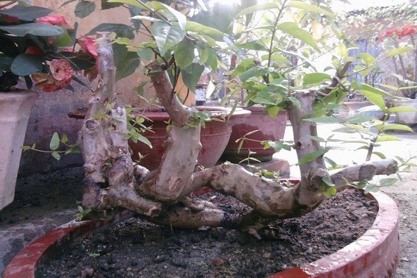 bonsai-bang-lang-rung-1646624365.jpg