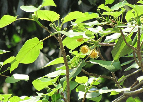 cay-gao-do-1649134935.jpg