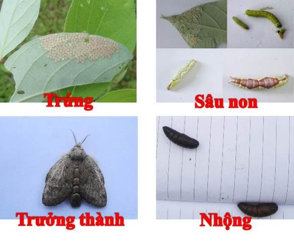 sauxanhbode-1653984994.jpg