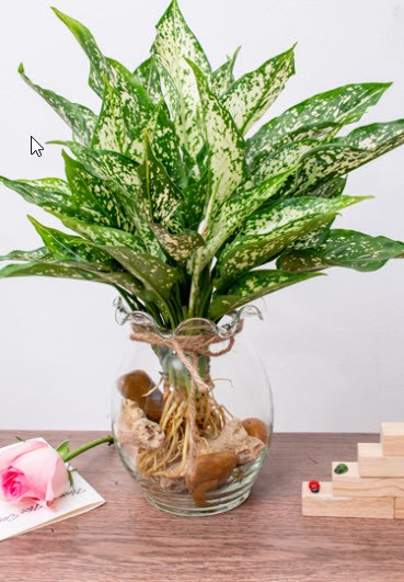 chia-se-kinh-nghiem-diet-loang-quang-khi-trong-cay-thuy-sinh-trong-nha-1658369507.jpg