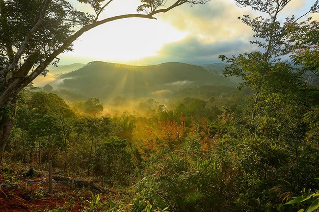Măng đen hoang sơ giữa núi rừng Tây Nguyên