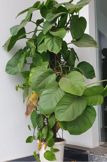 cham-soc-trau-ba-cot-1707122542.jpg