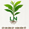 Cây Giống Keo Tai Tượng Chất Lượng Cao